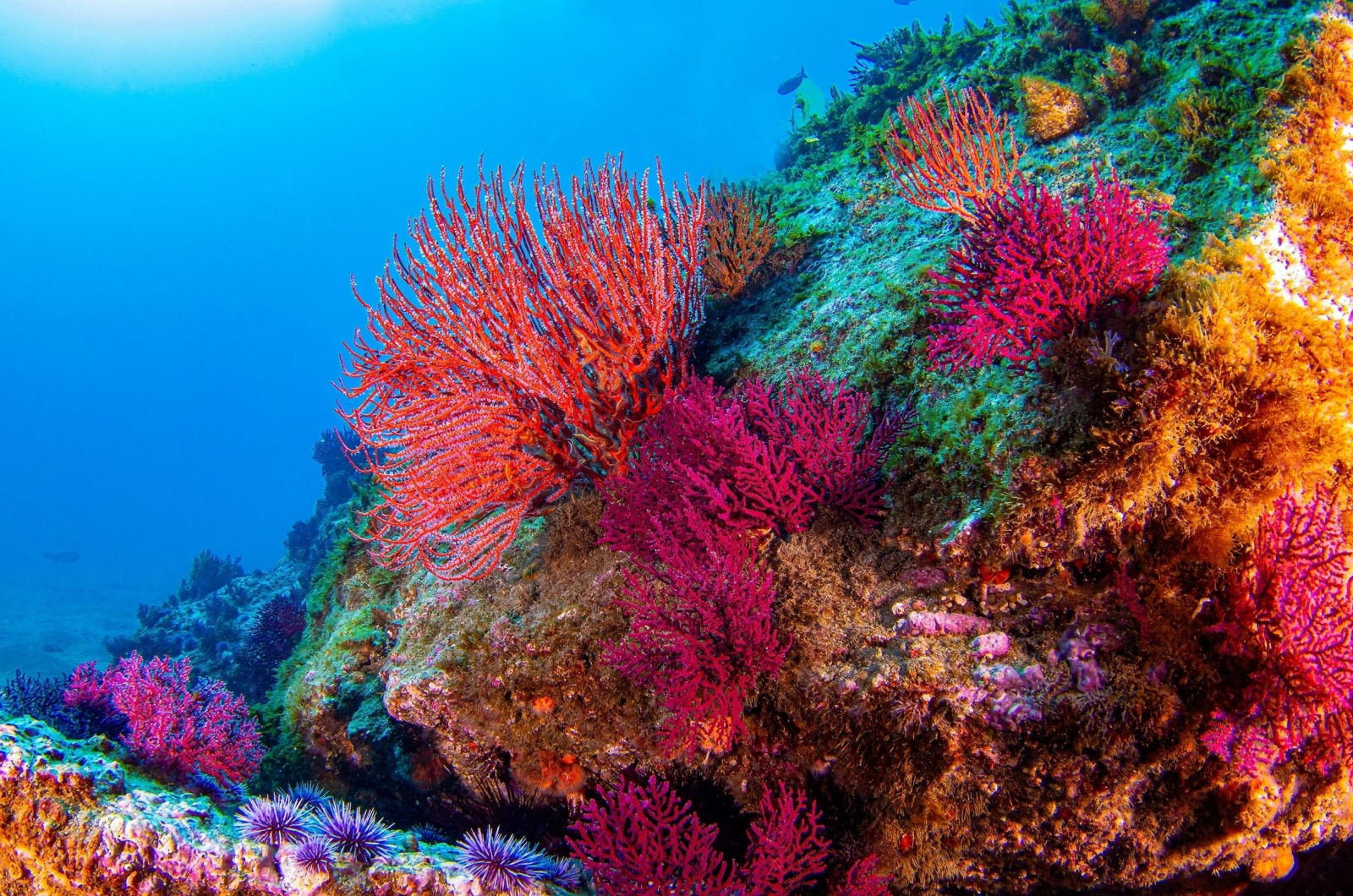 Corals