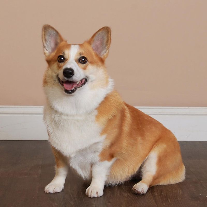 Corgi