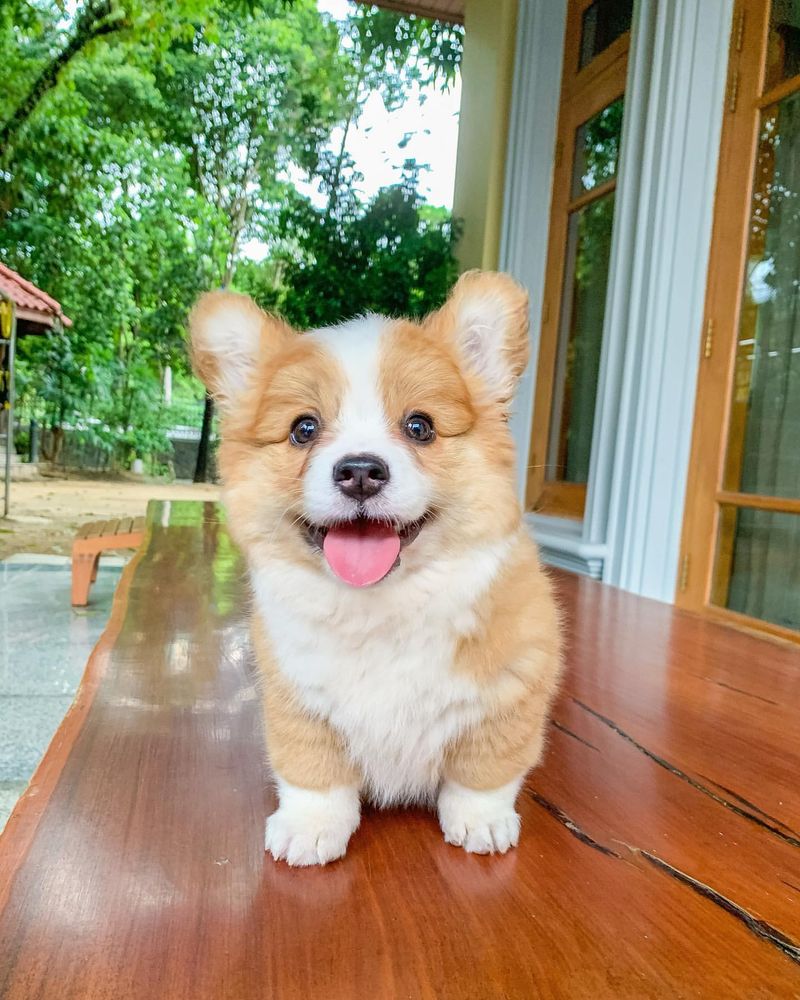 Corgi