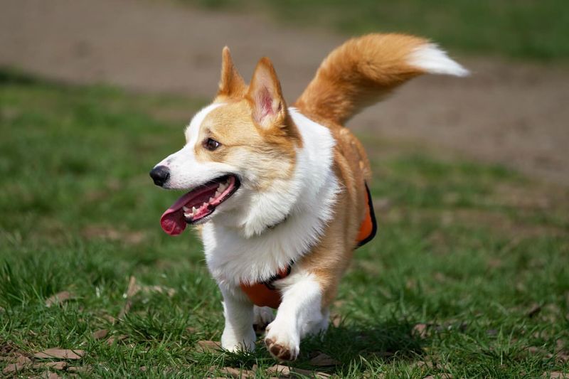 Corgi