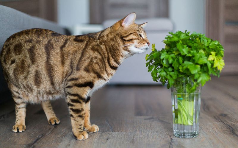 Coriander