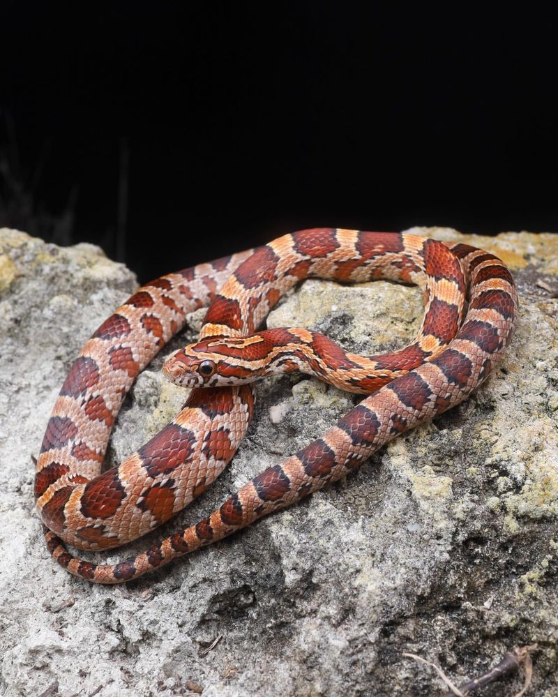 Corn Snake