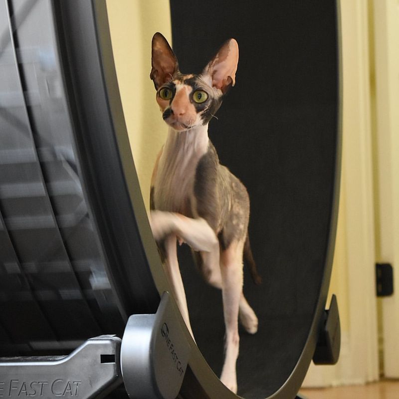 Cornish Rex