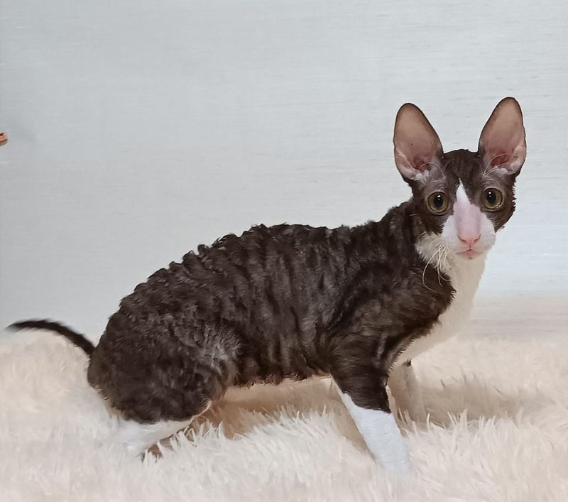 Cornish Rex