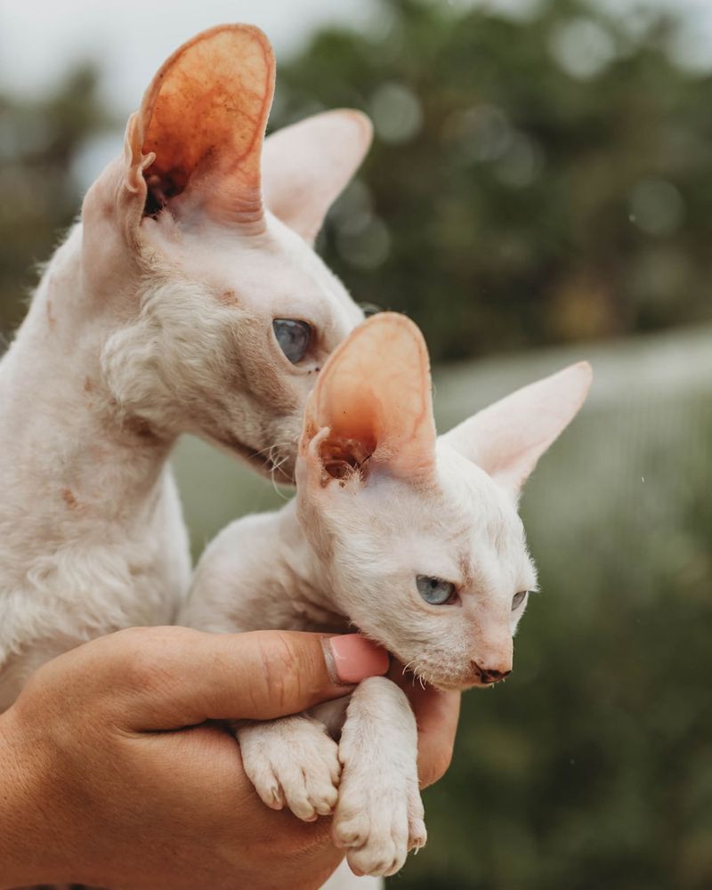 Cornish Rex