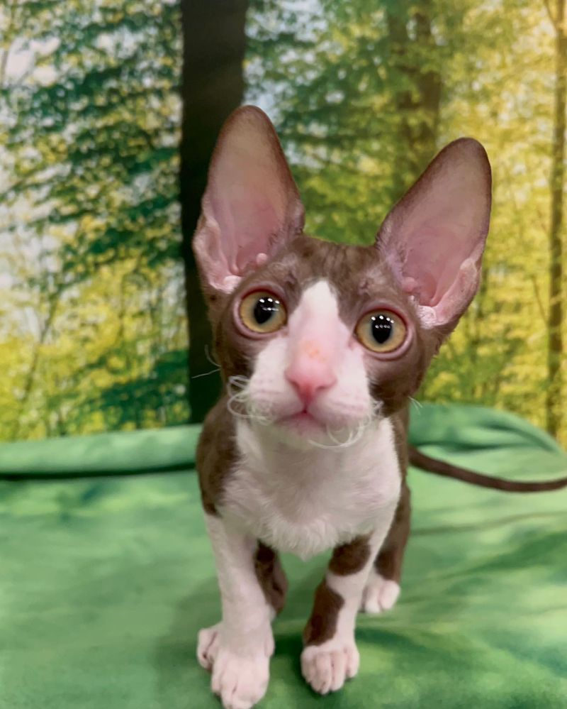 Cornish Rex