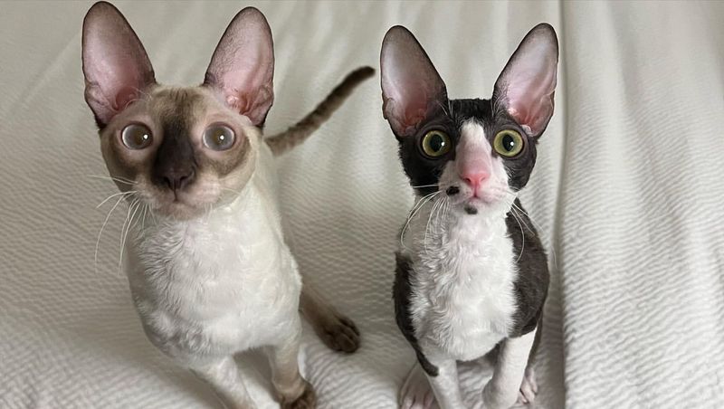 Cornish Rex