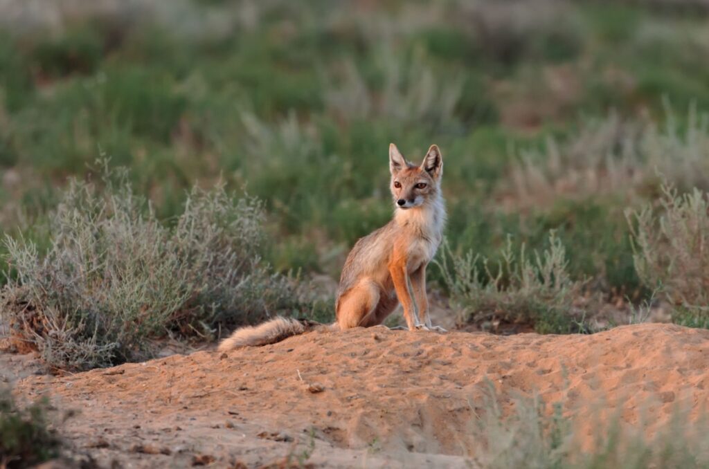 Corsac Fox