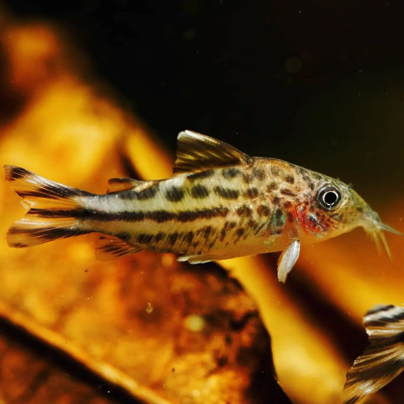 Corydoras Catfish