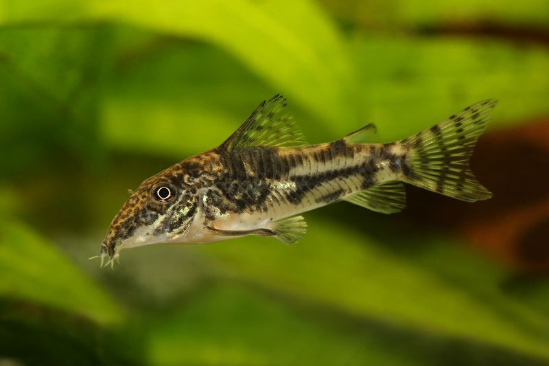 Corydoras Catfish