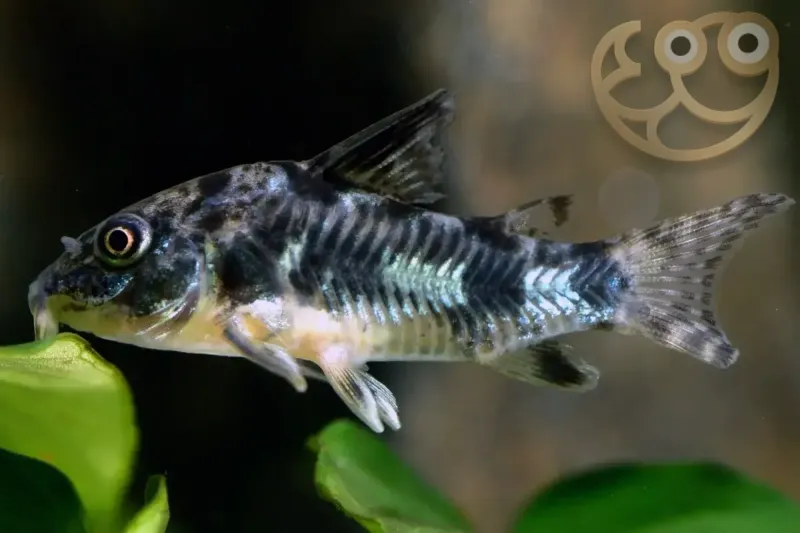 Corydoras Catfish