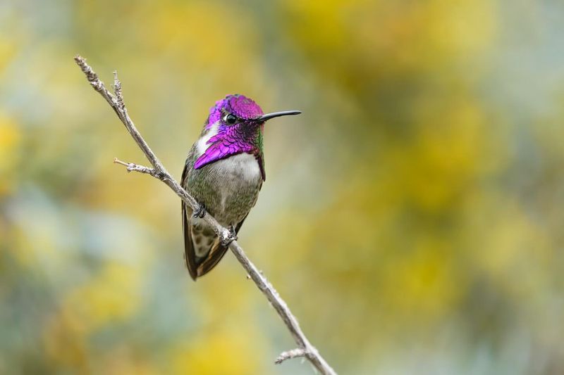 Costa's Hummingbird