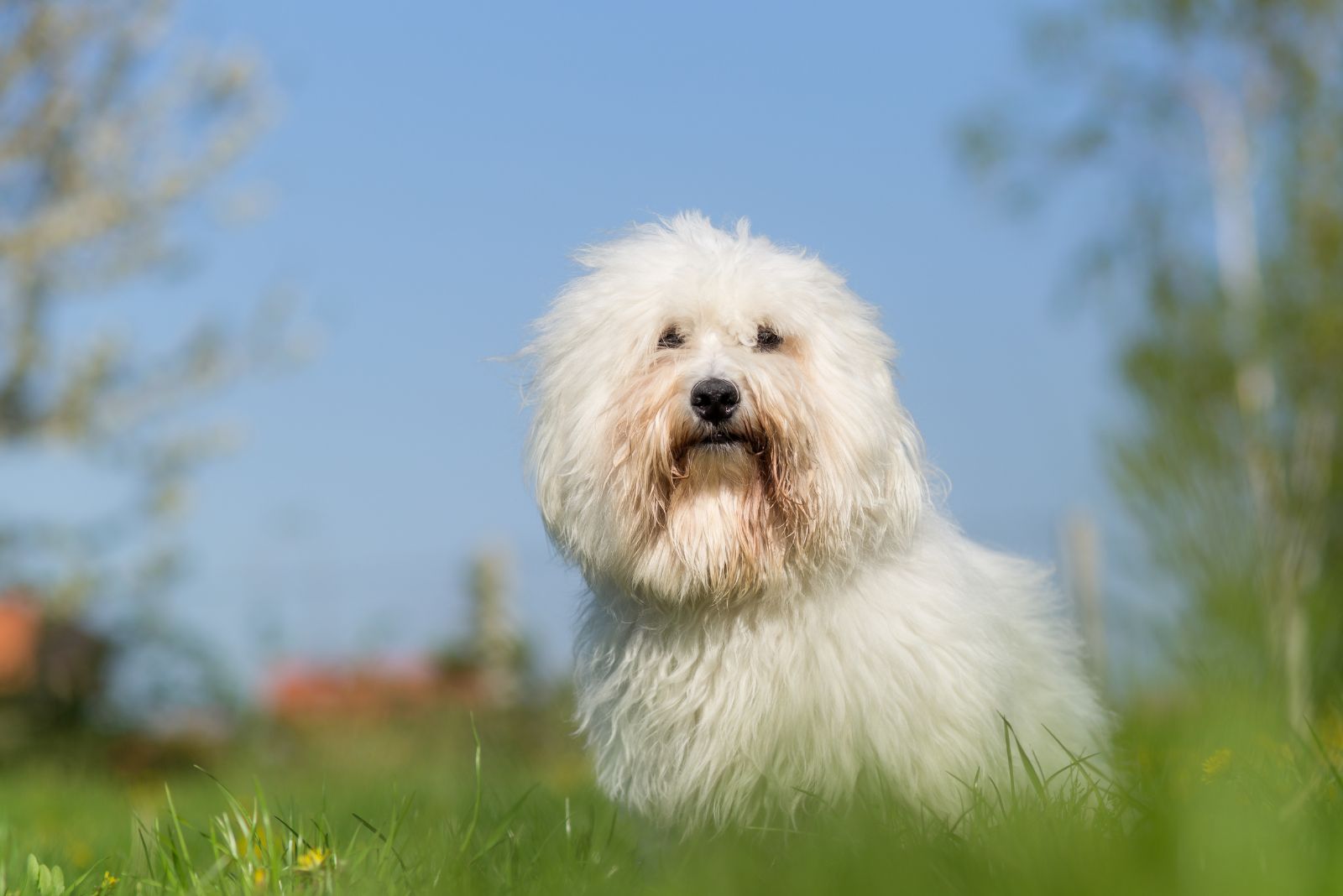 Coton De Tulear