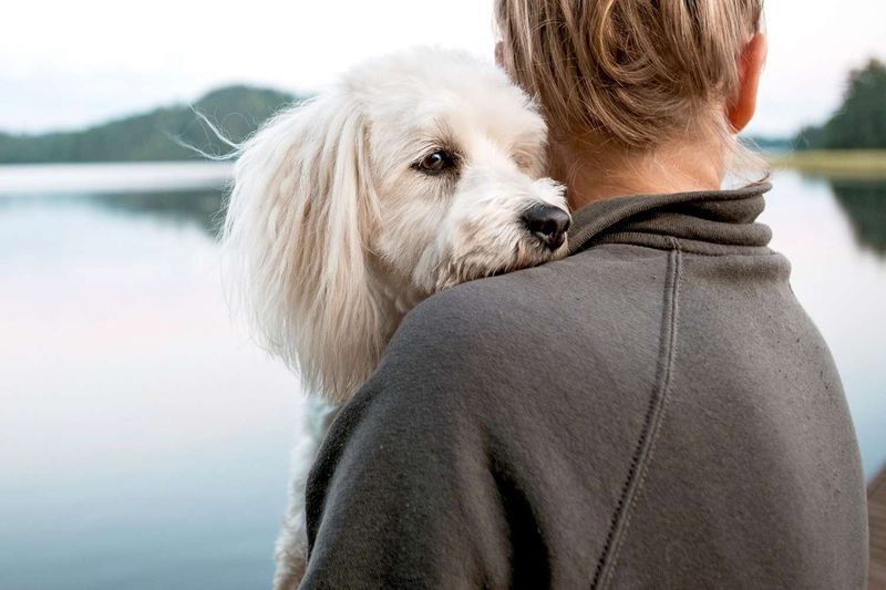 Coton de Tulear