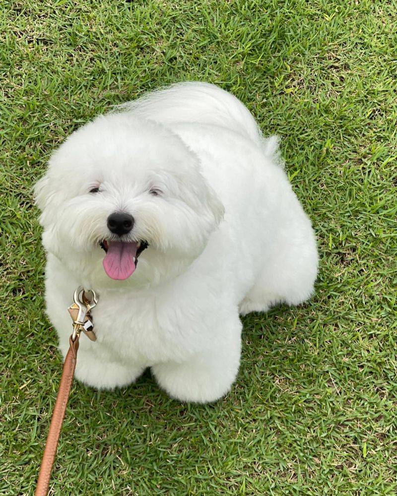 Coton de Tulear