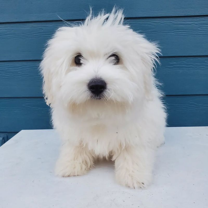 Coton de Tulear