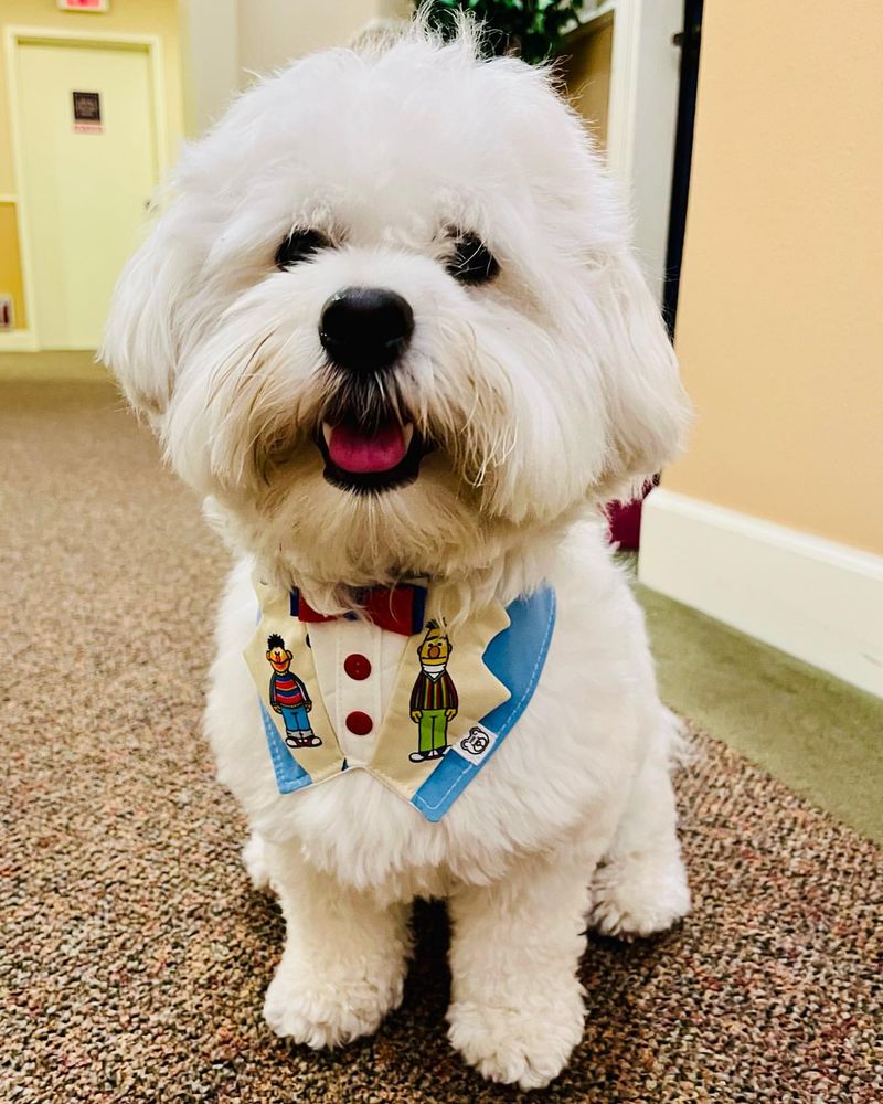 Coton de Tulear