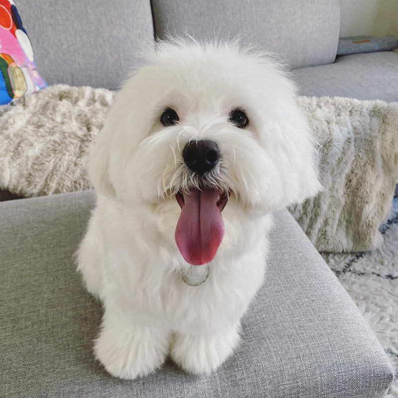 Coton de Tulear