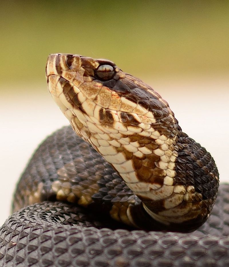 Cottonmouth (Agkistrodon piscivorus)