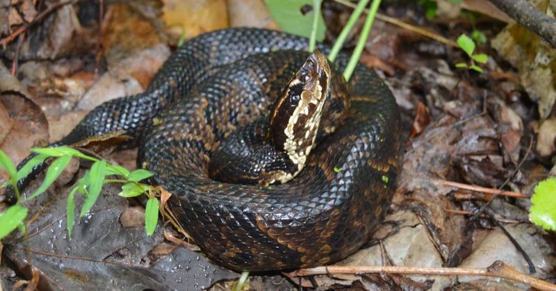 Cottonmouth Snake