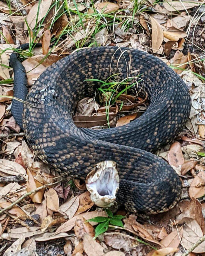 Cottonmouth (Water Moccasin)