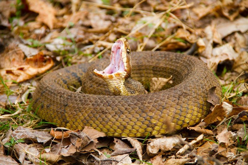 Cottonmouth (Water Moccasin)