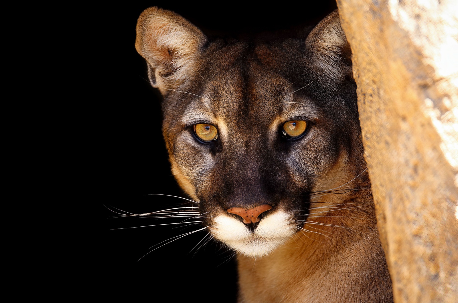 Cougar in cave