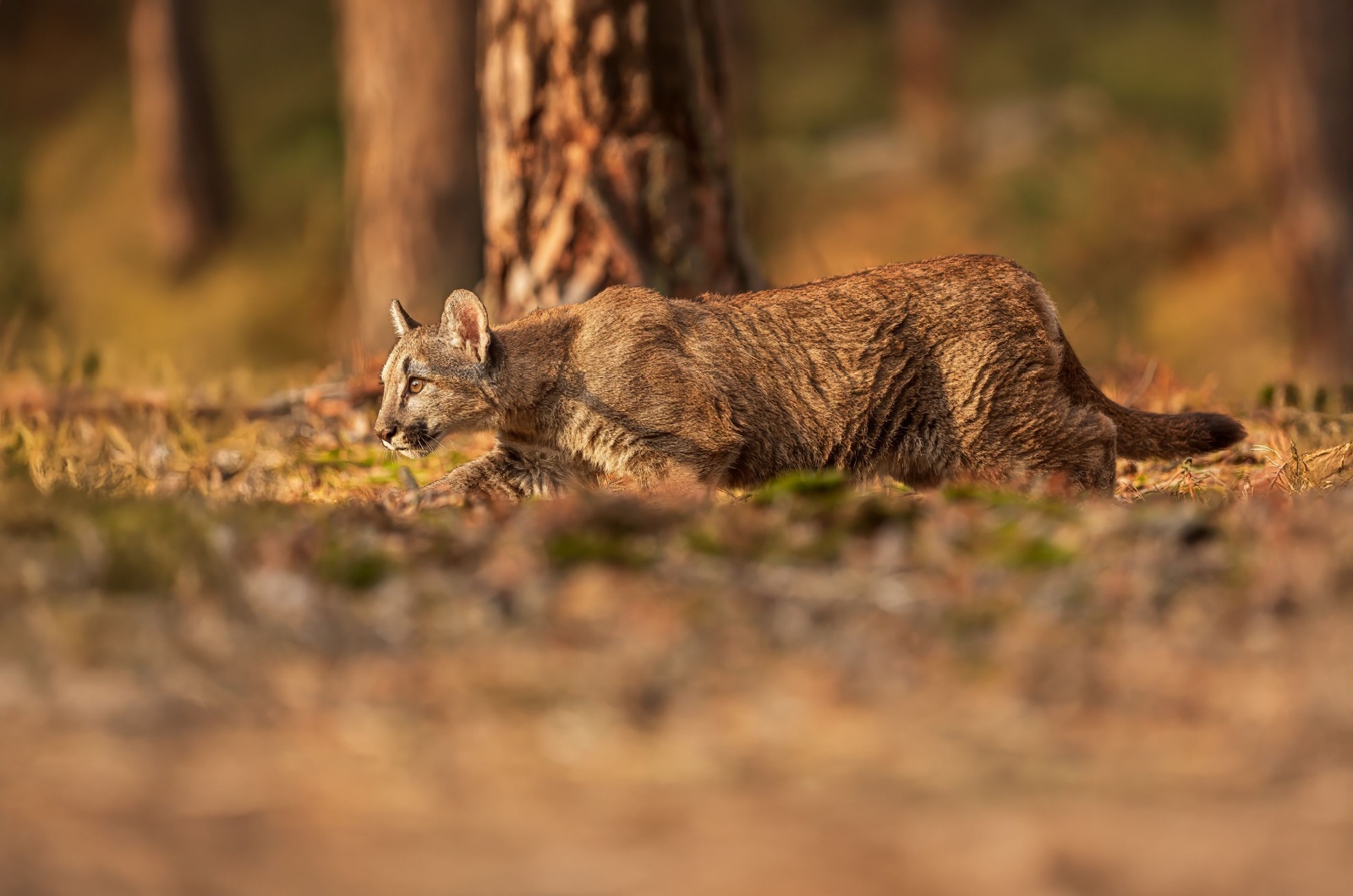 Cougar in forest