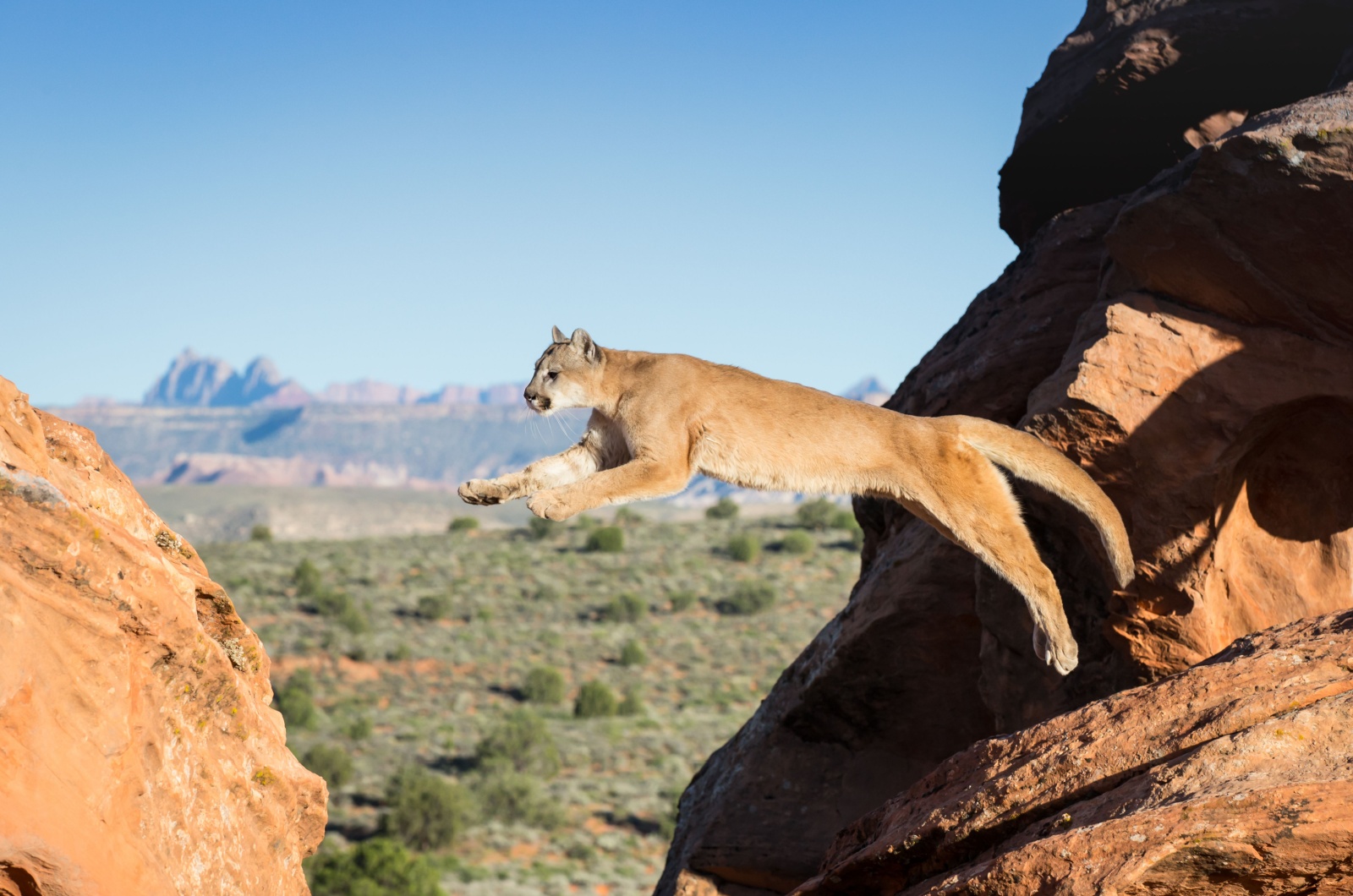 Cougar jumping