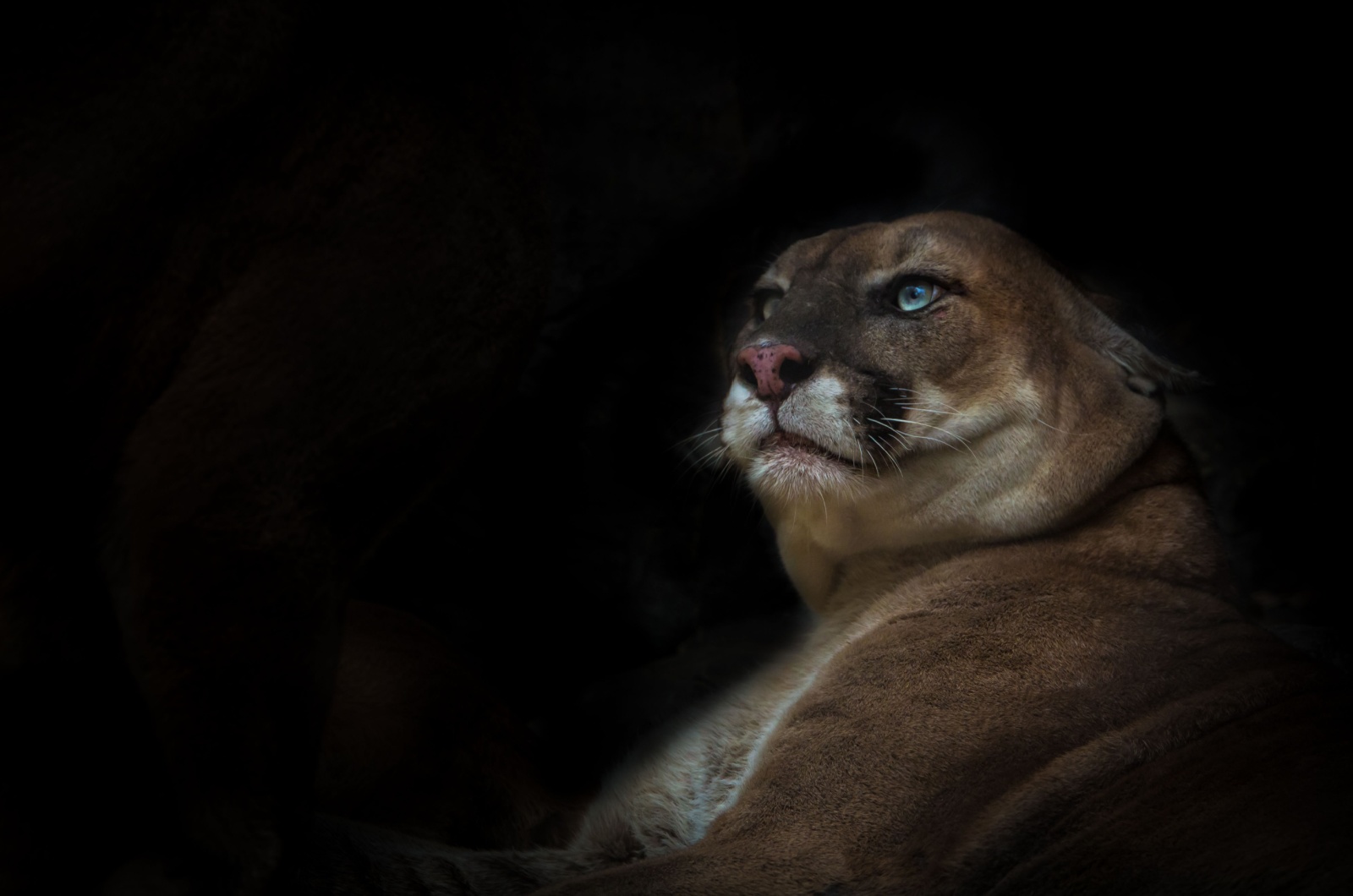 Cougar laying down