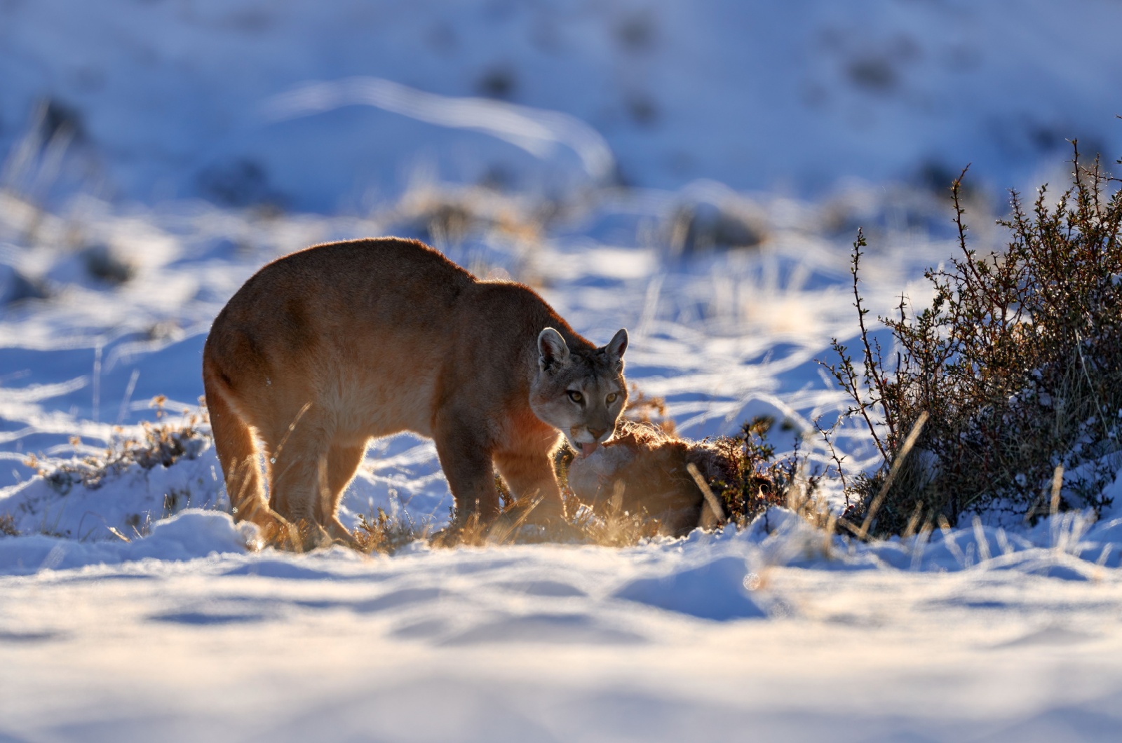 Cougar on snow