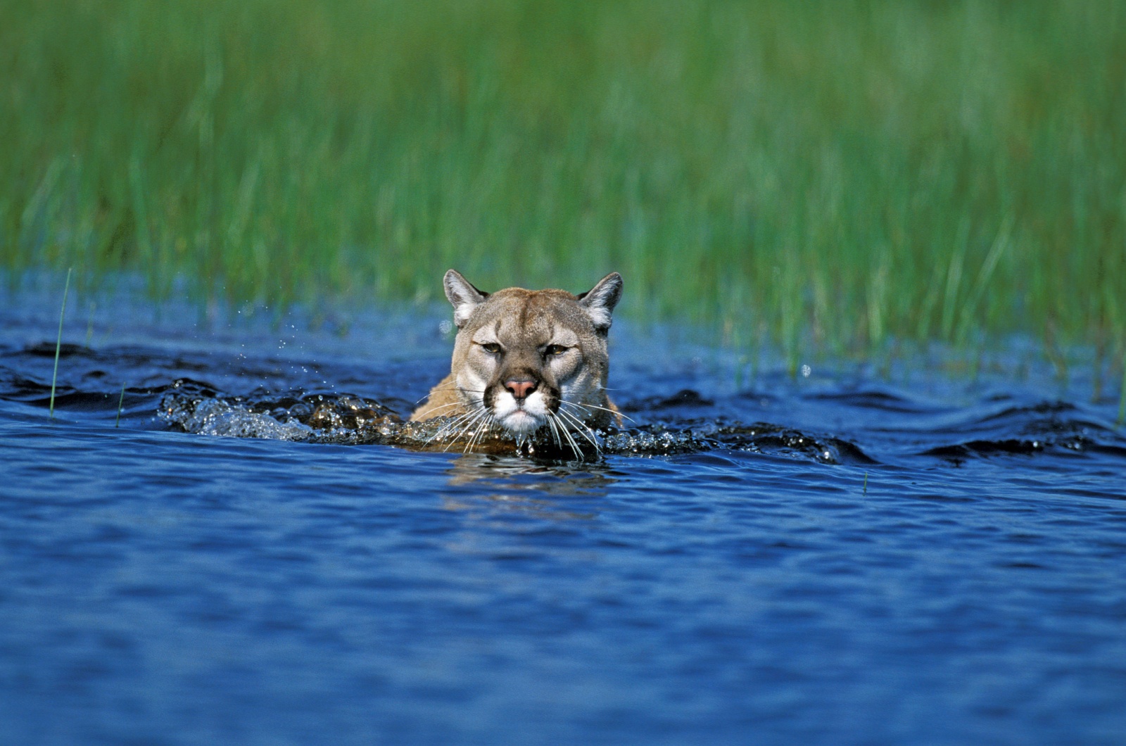 Cougar swimming