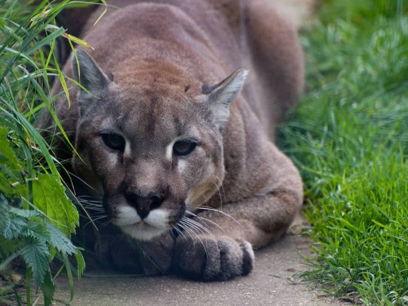 Cougar