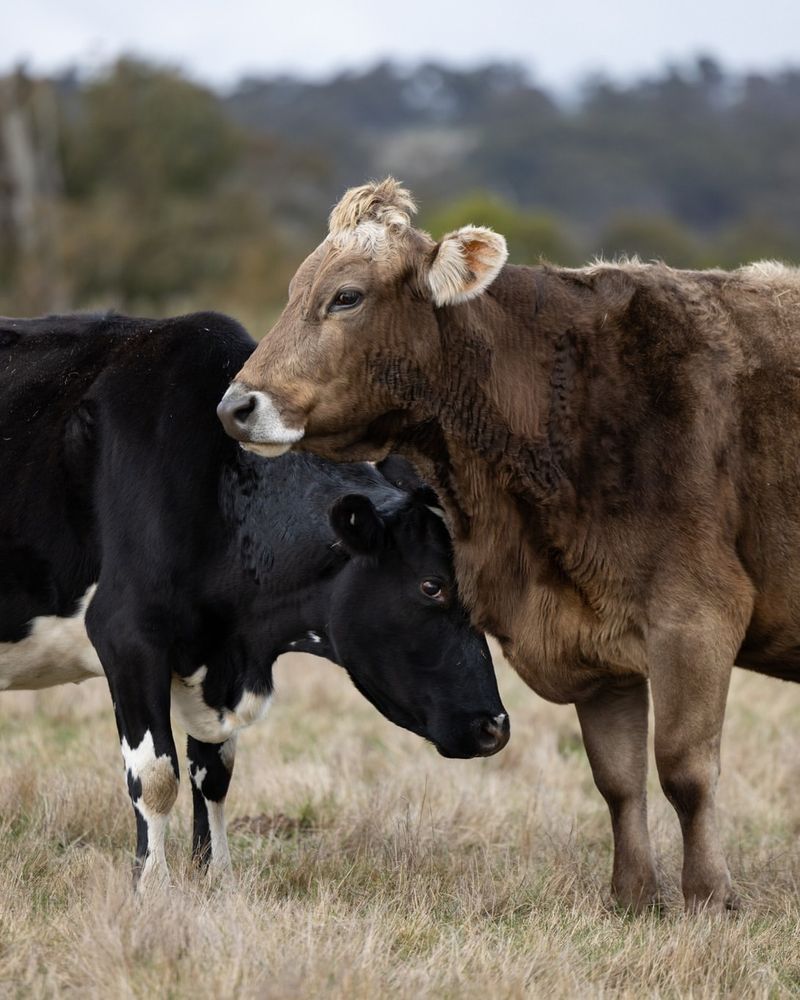 Cows Can Get Jealous