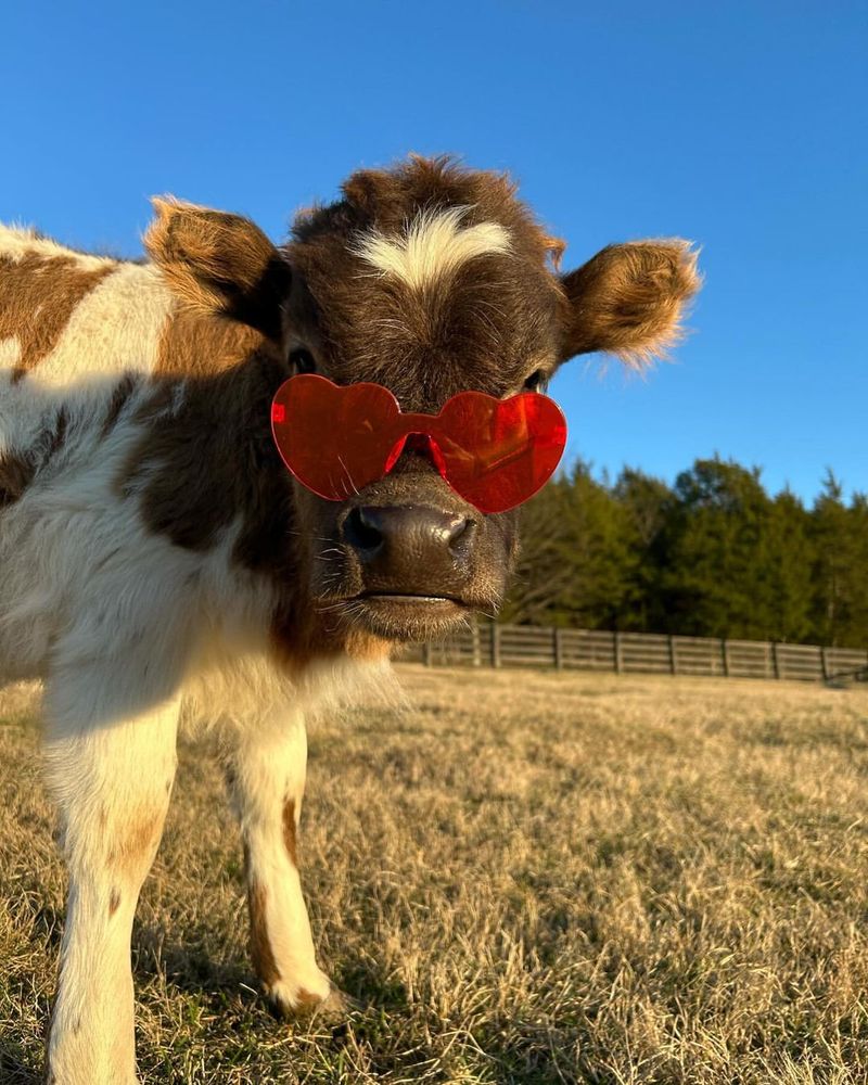 Cows Can See In Color