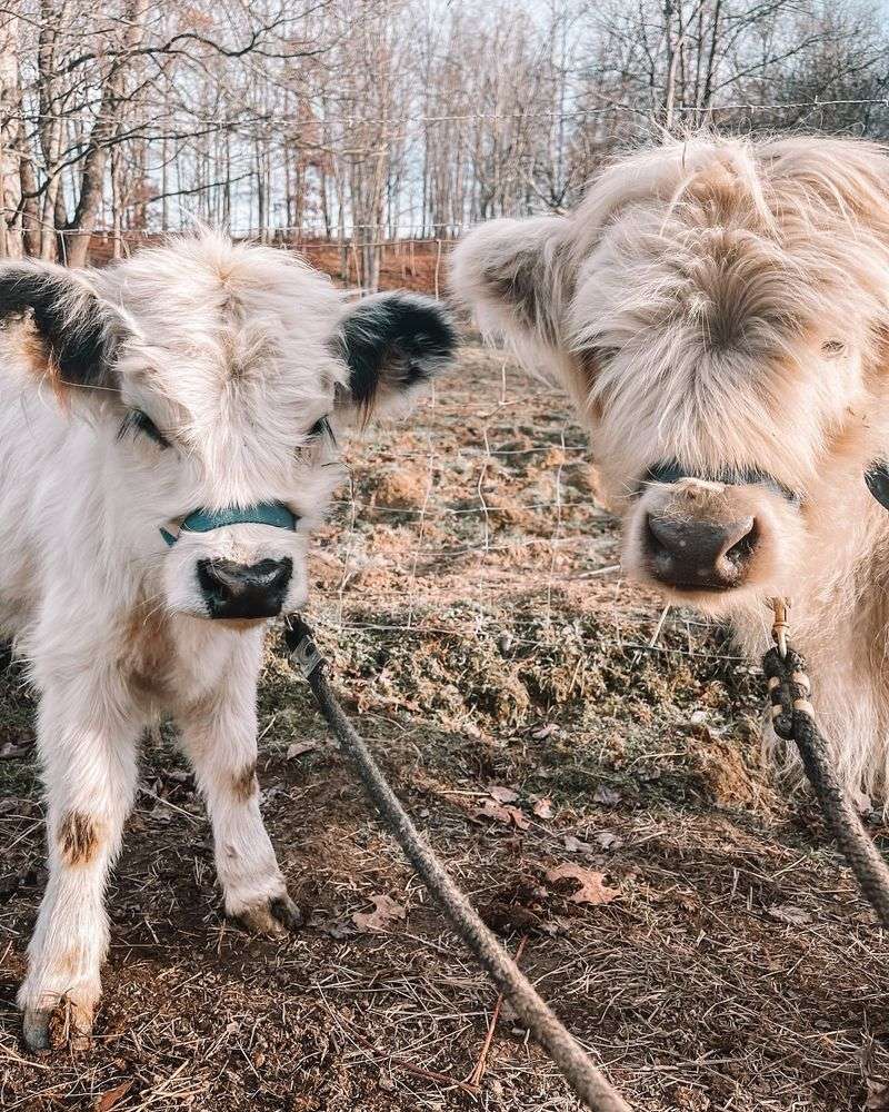 Cows Can Walk Stairs