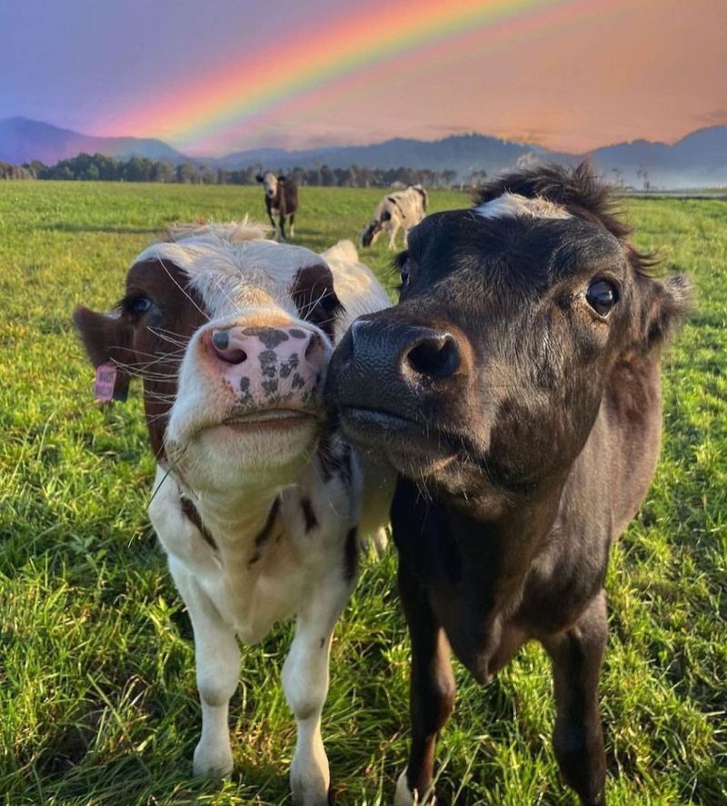 Cows Have Best Friends