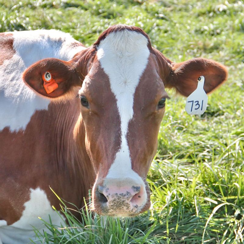 Cows Have Impressive Hearing