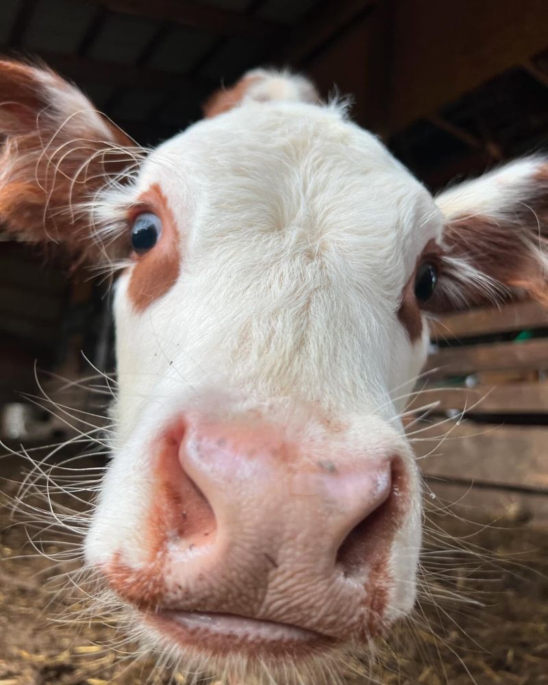 Cows Have a Strong Sense Of Smell