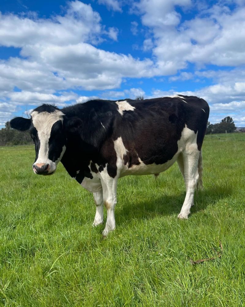 Cows Sleep Standing Up