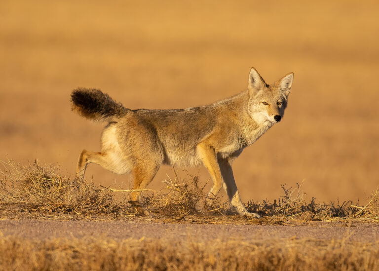 14 Most Lethal Animals In The U.S. You Should Never Mess With