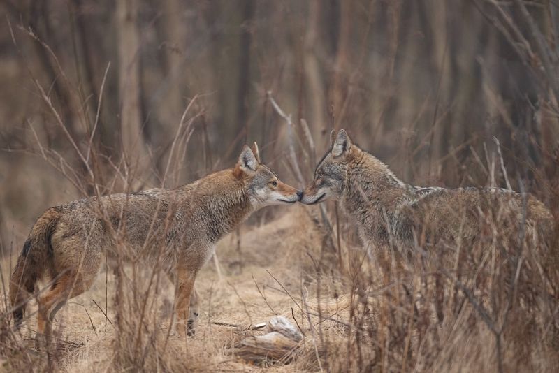 Coyote Breeding Habits