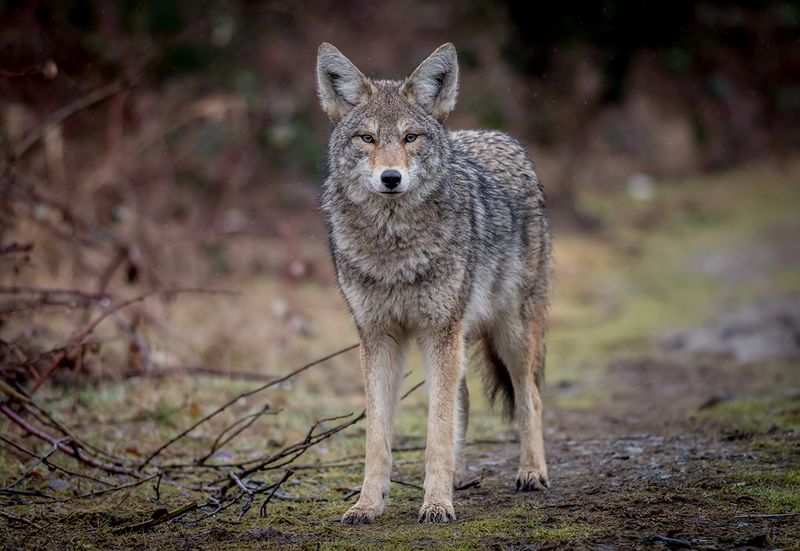 Coyote Carnival in Maryland