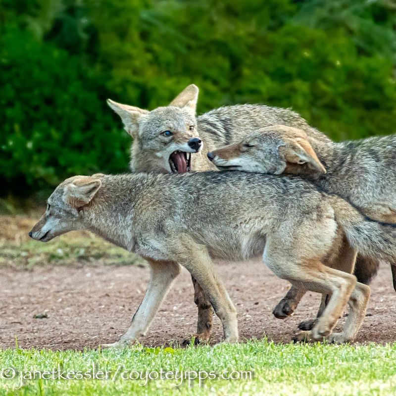 Coyote Communication