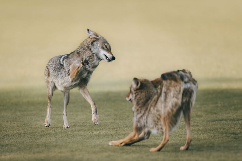 Coyote Conflict Resolution