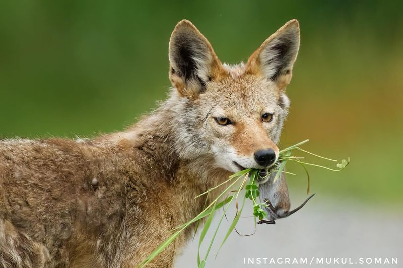 Coyote Diet Diversity