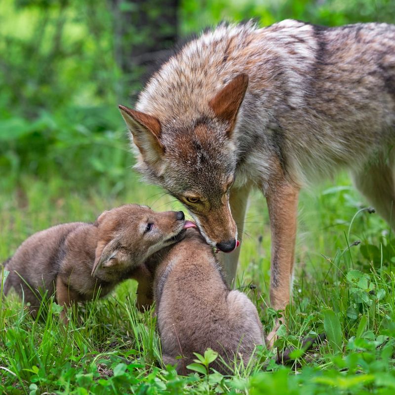 Coyote Family Structure