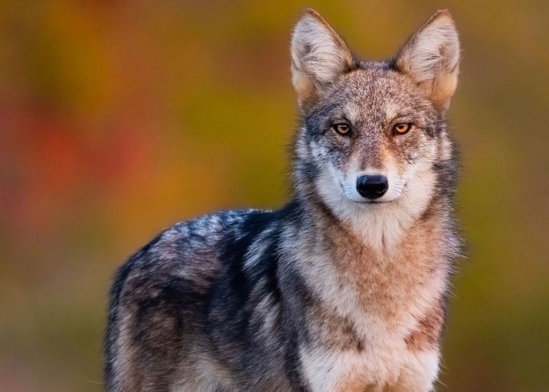 Coyote Health and Parasites