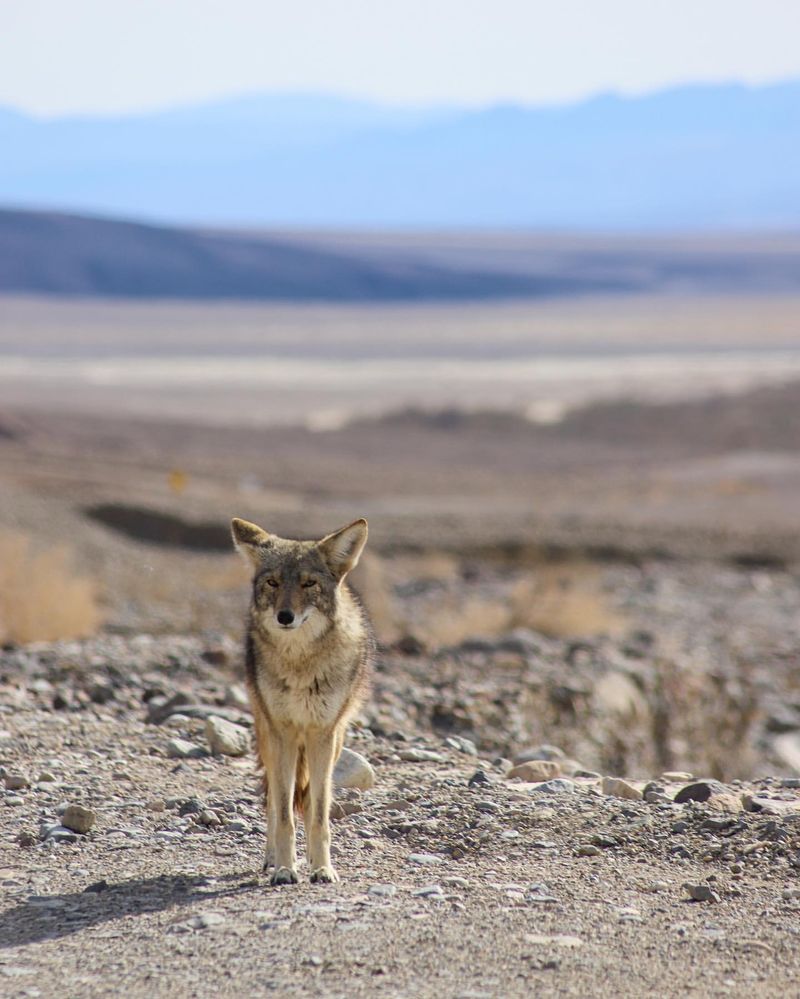 Coyote History in California