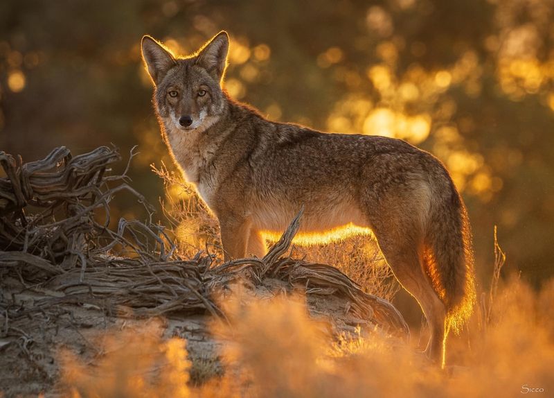 Coyote Impact on Local Wildlife